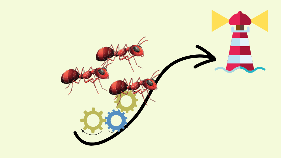 desarrollo hormiga, patrones de evolución