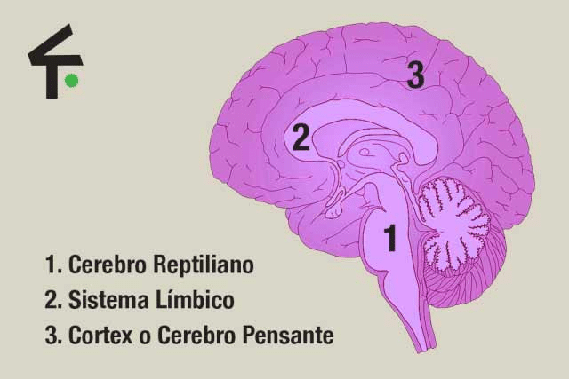 Los 3 cerebros en neuroventas